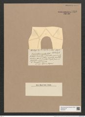 Thalassiothrix curvata Castr. (de-Toni-Nr.: Genus 67, Species 2672) Zeichnungen Sammlung Grunow Nr. 5458 (NHMW-BOT-W0373877)